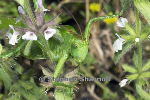 grasshopper provence 3 graphic